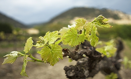 Burgundy Wineyard