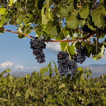 Bodegas Nieto Senetiner image