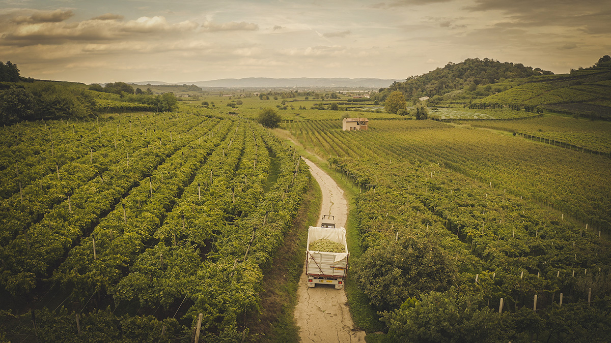 Cantina di Monteforte image