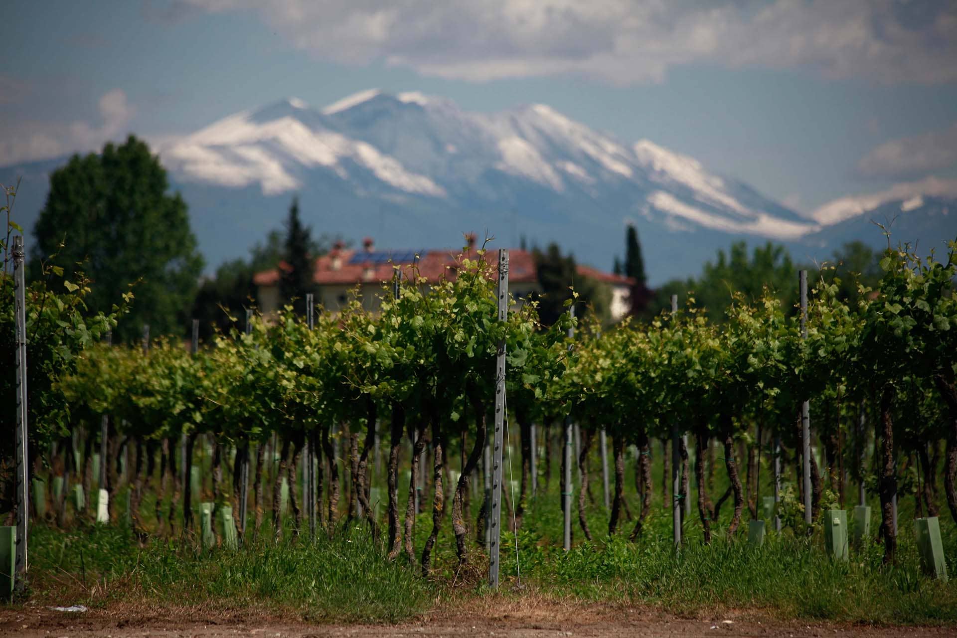 Cantina di Custoza image