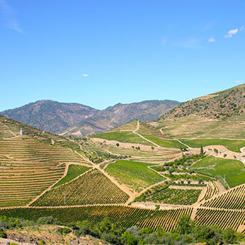 Bacalhoa image