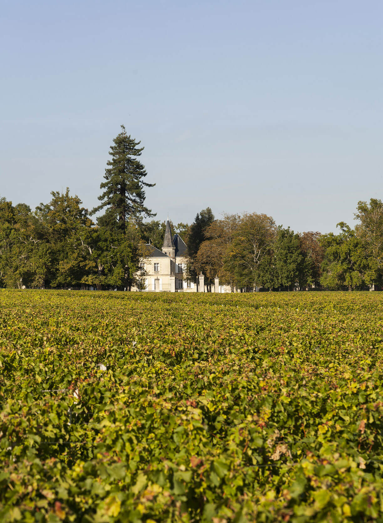 Chateau Lynch-Moussas image