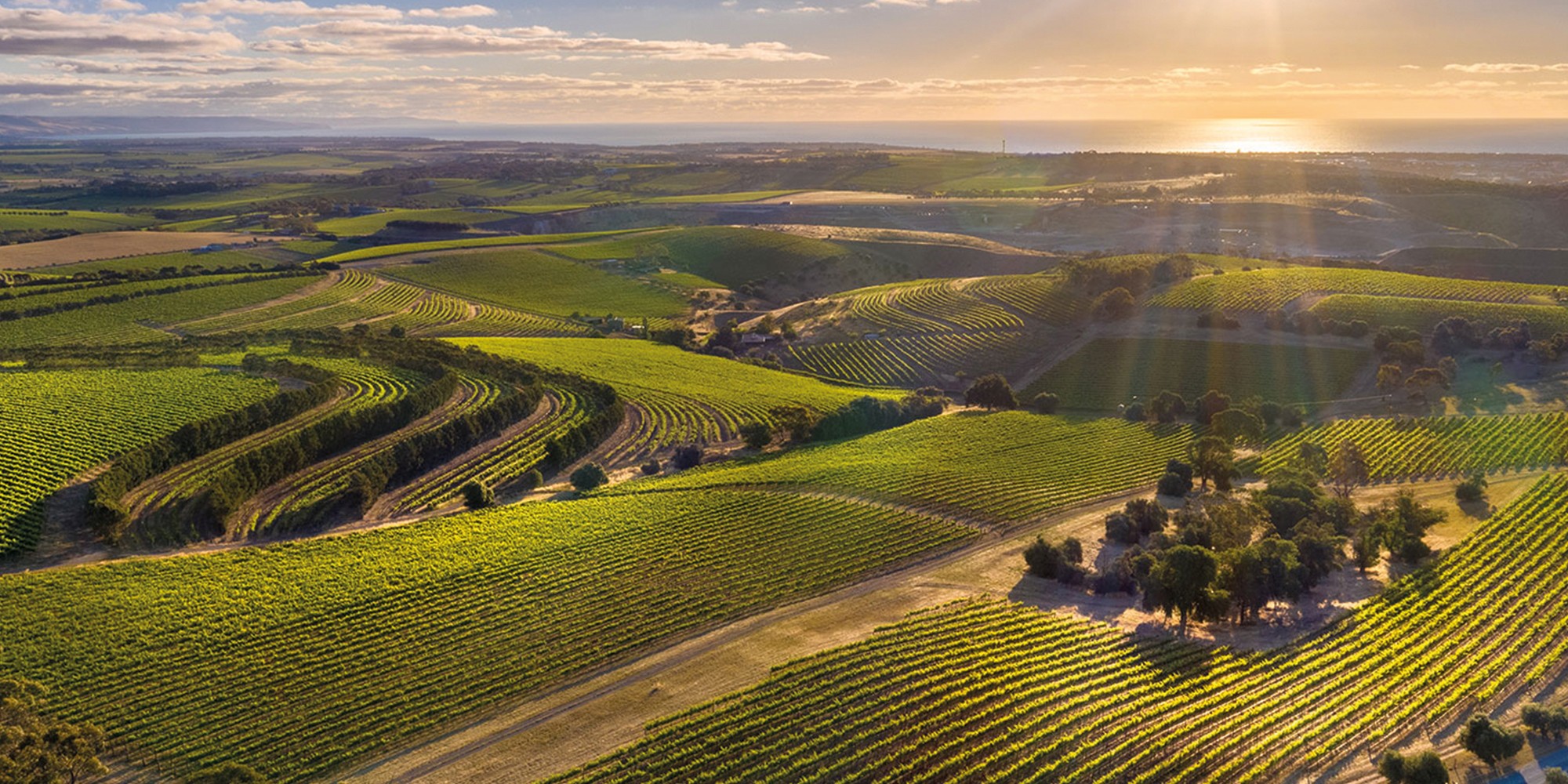 Dandelion Vineyards image