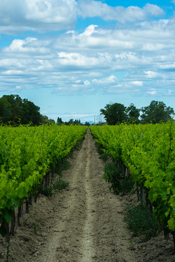 Domaine du Petit Chaumont image