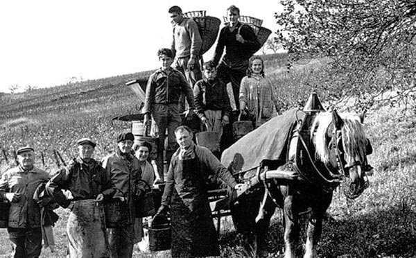 Domaine Vigneau-Chevreau image