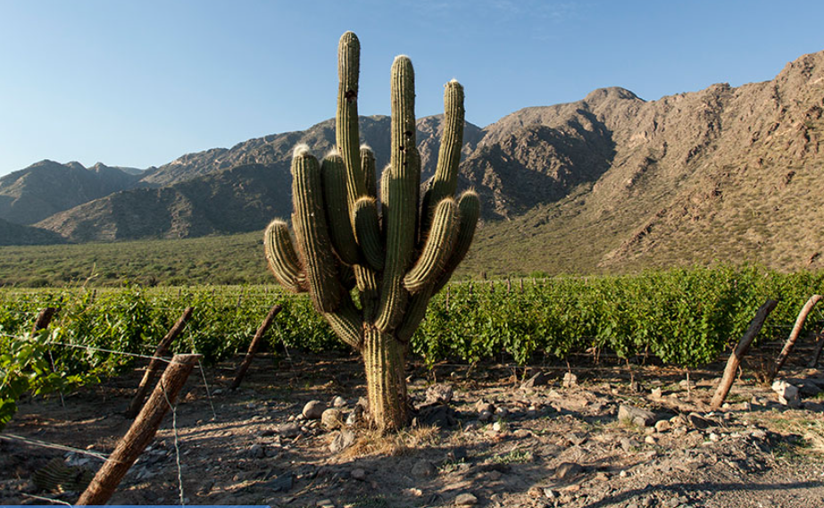 El Porvenir de Cafayate image