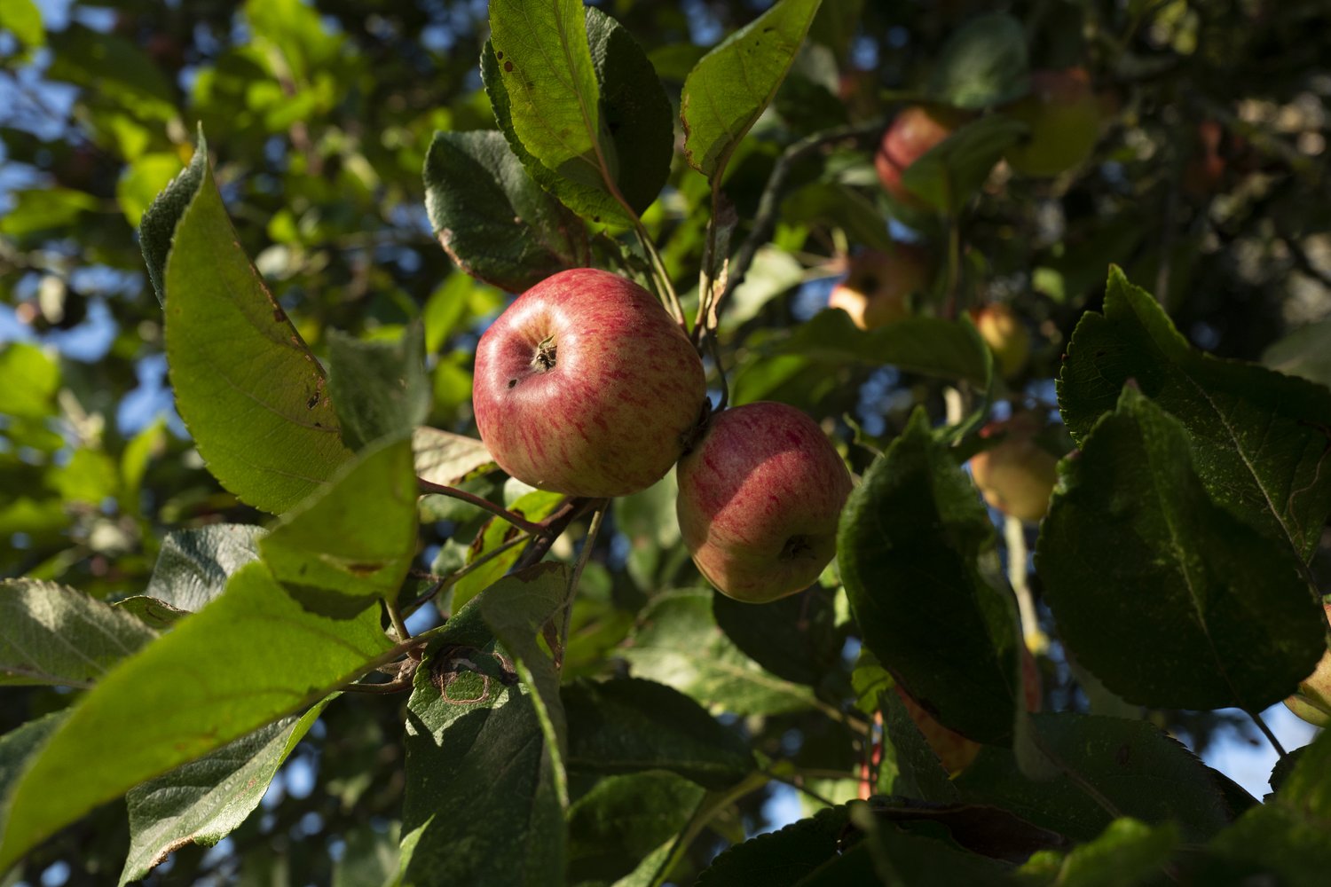 The Somerset Cider Brandy Company image