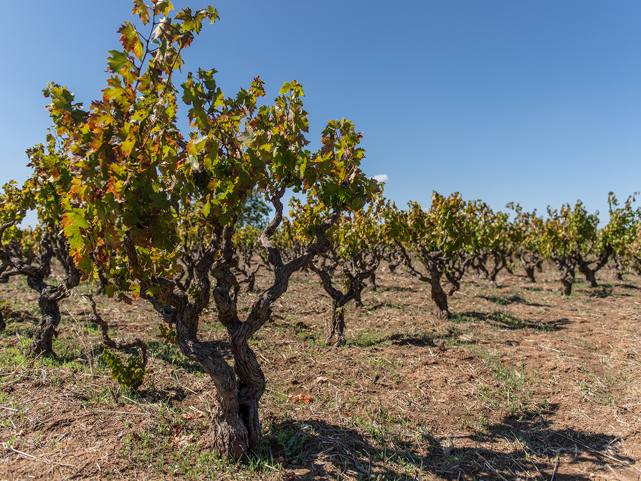 Vigneti del Salento image