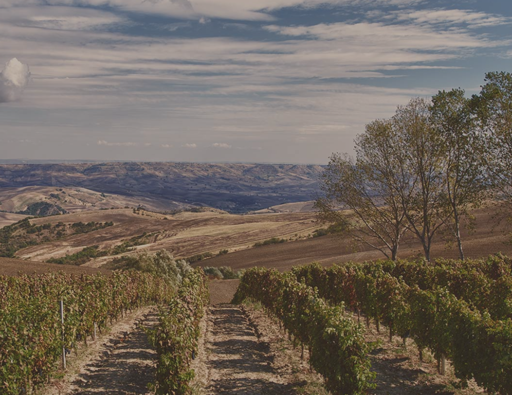 Vigneti del Vulture image