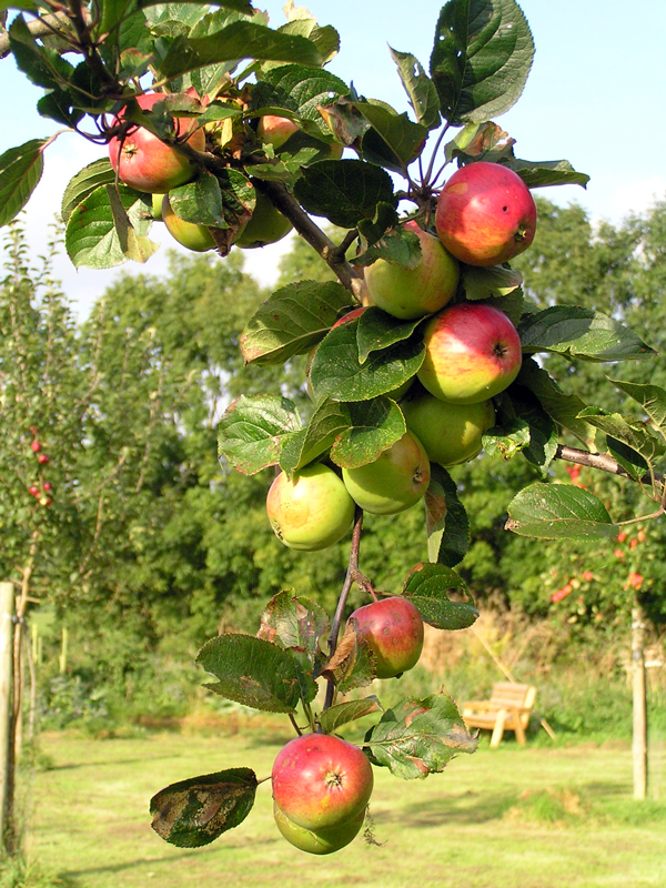 West Milton Cider Co image