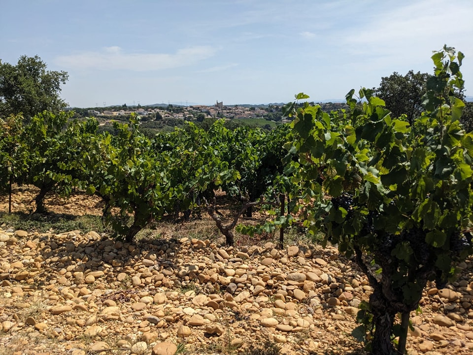 Les Vignerons d'Estezargues image